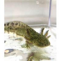 Ambystoma mexicanum - Axolotl mexický 5-6cm