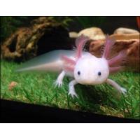 Ambystoma mexicanum - Axolotl mexický zlatý 5-6cm