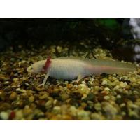 Ambystoma mexicanum - Axolotl mexický zlatý 5-6cm