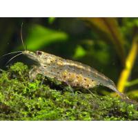 Caridina japonica - Krevetka japonská 2-3cm