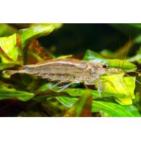 Caridina japonica - Krevetka japonská 2-3cm