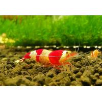 Caridina cf. cantonensis  Crystal Red - Krevetka červenobílá 1,5-2cm