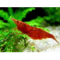 Neocaridina heteropoda  var. Red Sakura 1-1,5cm