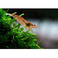 Neocaridina heteropoda  var. Red - Krevetka červená 1,5-2cm