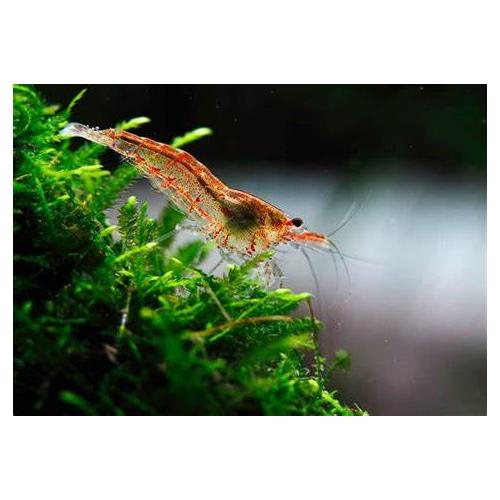 Neocaridina heteropoda var. Red - Krevetka červená 1,5-2cm