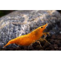 Neocaridina heteropoda  var. Orange Sakura 1-1,5cm