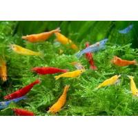 Neocaridina heteropoda  - Krevetka mix 1,5-2cm