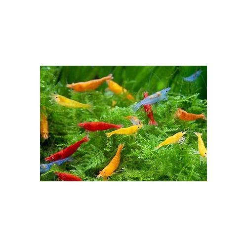 Neocaridina heteropoda - Krevetka mix 1,5-2cm