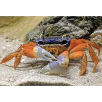 Sesarma sp. - Vietnamský krab 3-5 cm