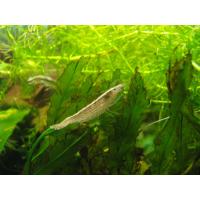 Atyopsis Molucensis - bambusová kreveta