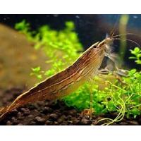 Atyopsis Molucensis - bambusová kreveta