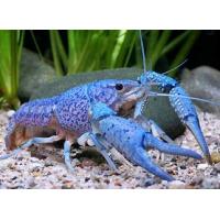 Procambarus alleni 6cm