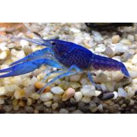 Procambarus alleni 6cm