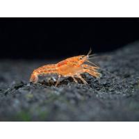 Cambarellus patzcuarensis var. Orange 2cm