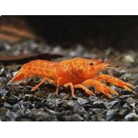 Cambarellus patzcuarensis var. Orange 2cm