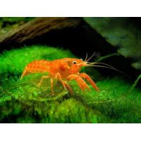 Cambarellus patzcuarensis var. Orange 2cm