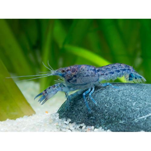 Cambarellus diminutus var. Blue 1-1,5cm