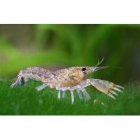 Cambarellus diminutus var. Blue 1-1,5cm