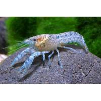 Cambarellus diminutus var. Blue 1-1,5cm