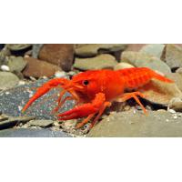 Procambarus clarkii Orange 5cm