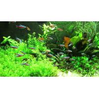 Set akvarijních ryb pro začátečníky 1 - Akvárium 50 - 60 L + Krmení GRATIS