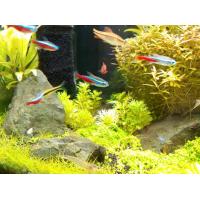 Set akvarijních ryb pro začátečníky 2 - Akvárium 50 - 60 L + Krmení GRATIS