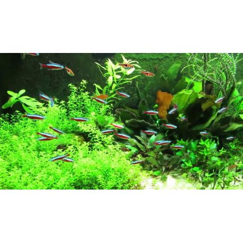 Set akvarijních ryb pro začátečníky 4 - Akvárium 100 - 120 L + Krmení GRATIS