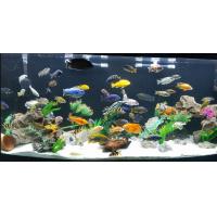 Set akvarijních ryb pro začátečníky 7 - Akvárium 150 - 180 L + Krmení GRATIS