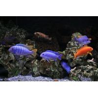 Set akvarijních ryb pro začátečníky 8 - Akvárium 200 - 250 L + Krmení GRATIS