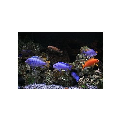 Set akvarijních ryb pro začátečníky 8 - Akvárium 200 - 250 L + Krmení GRATIS