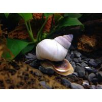 Filopaludina martensi White 3cm