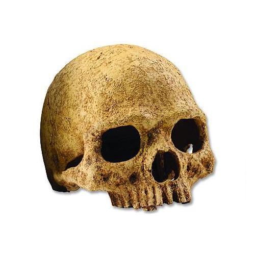 Dekorace Exo Terra lidská lebka