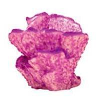 Velvet Stone Coral - Australia