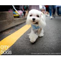 Puppy Angel vesta Milky Padded Vest modrá