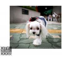 Puppy Angel vesta Portobello Road Padded Vest námořnická modrá