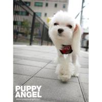 Puppy Angel Checky Fasteny kšíry - červené