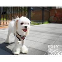 Puppy Angel London Calling FASTENY kšíry - černé