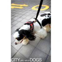 Puppy Angel Checky Comfy kšíry - červené