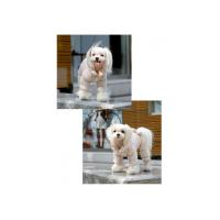 Puppy Angel kombinéza Posh Pooch Coat Bodysuit béžová