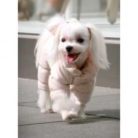 Puppy Angel kombinéza Posh Pooch Coat Bodysuit béžová