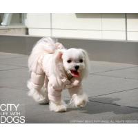 Puppy Angel kombinéza Posh Pooch Coat Bodysuit námořnická modrá