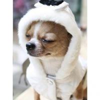 Is Pet Crystal Queen bunda modrá