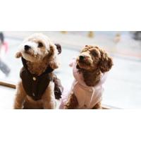 Is Pet Polar girl šaty hnědá