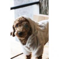 Is Pet Animal costume overal černá