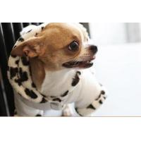 Is Pet Elisa Ribbon overal růžová