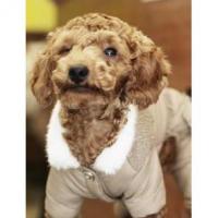 Is Pet Vivian overal hnědá