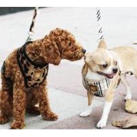 Is Pet For Elysia kšíry leopardí