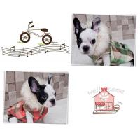 Dog Pose Davich Padding bunda oranžová