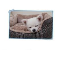 Dog Pose Eurosian pelíšek hnědá