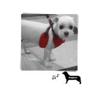 Dog Pose Air Mesh Harness kšíry červená